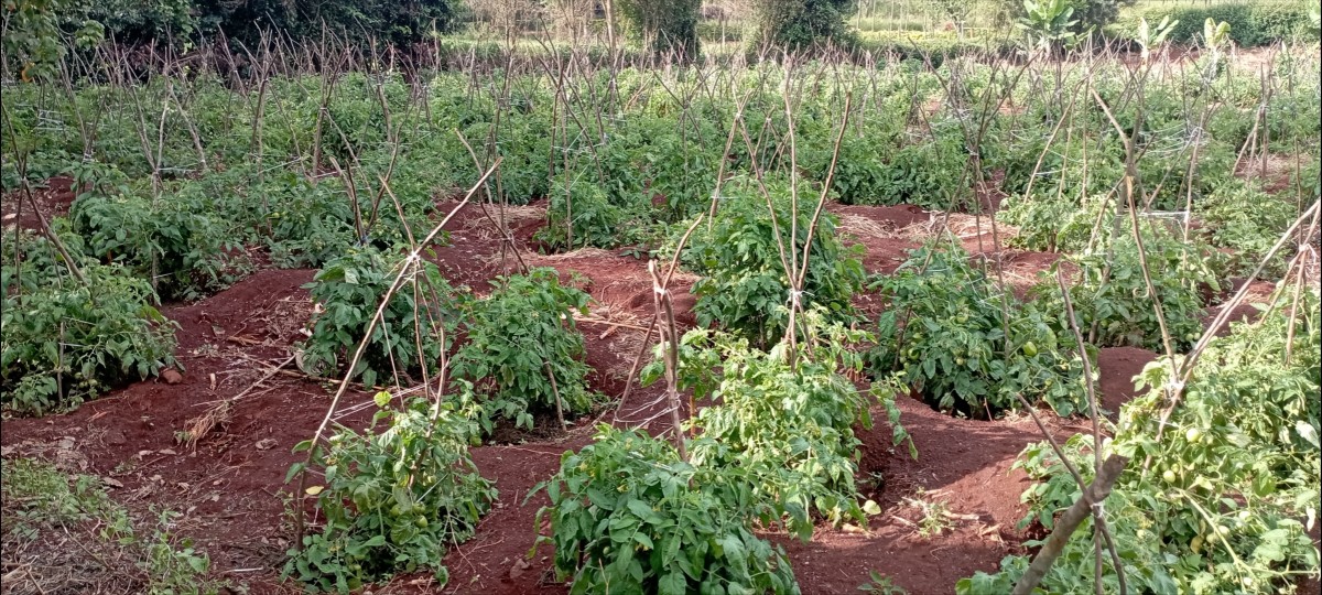 Farm Fresh Tomatoes from Kenya